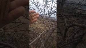 4 марта фундук опылитель. Пурпурный , Керасунд и Трапезунд