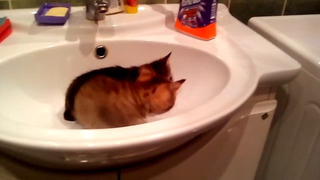 VID 20161127 1120201 смотреть онлайн