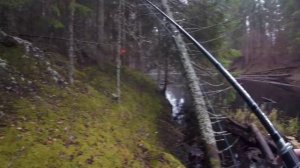 РЫБАЛКА В ГЛУХОМ КОРЯЖНИКЕ на неогруженную резину. АНОМАЛИЯ