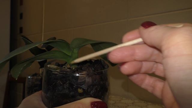 ? Как я восстанавливаю орхидеи-реанимашки за 10 дней! смотреть онлайн