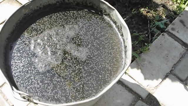 ПОДКОРМКА ВИНОГРАДА ПЕРЕД ЦВЕТЕНИЕМ  vselennaya uvlesheniy