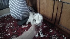 КОЗА ОТКАЗАЛАСЬ ОТ КОЗЛЯТ