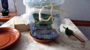 Черенкование лимона в торфяных таблетках