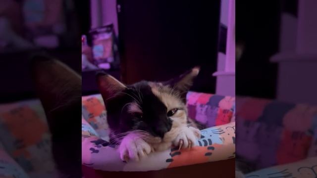 Cat Кошки Котята Коты #Shorts 1269.mp4