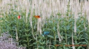 Вероникаструм виргинский Пинк глоу ? обзор: как сажать, саженцы вероникаструмы Пинк глоу