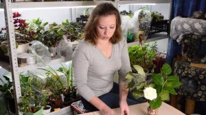 Когда сеять капусту на рассаду: посев капусты и выращивание рассады капусты