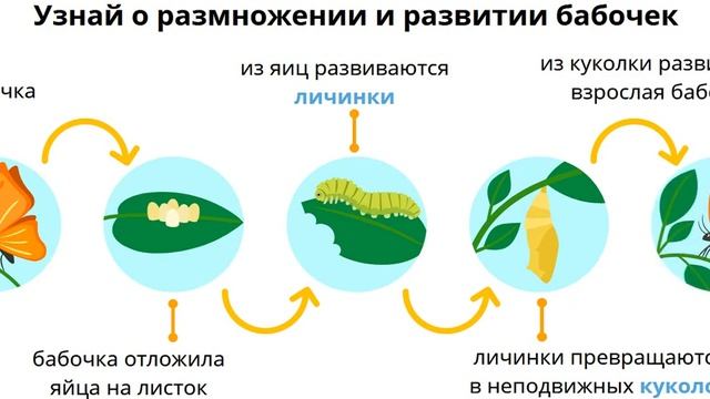 Размножение и развитие насекомых
