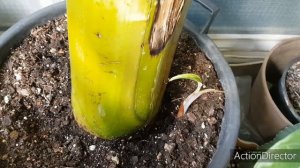 Что Будет Если Обрезать Верхушку Банана 🤔😲