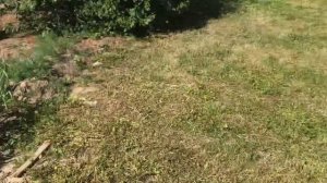 Деревня Перенка, 12 июня 2023 год