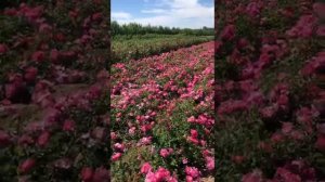роза Меджик Мейдиланд