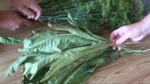 Заготавливаем ароматные(пряные) травы, специи для консервации.