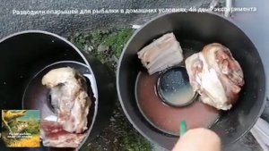 Разводили опарышей для рыбалки в домашних условиях, 4й день эксперимента