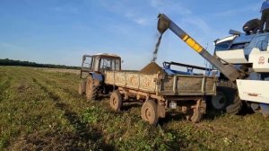 Уборка фацелии на семена прямым комбайнированием