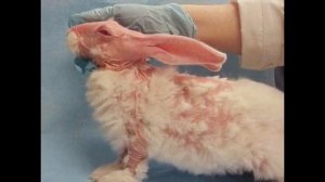 тестирование косметики на животных