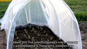 Томат Хали Гали