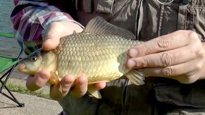 Нерест карася.