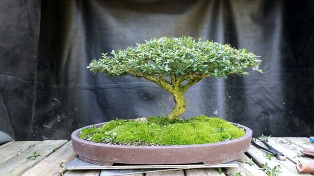 A Custom Glazed Pot for My Serissa, Part 1 of 2, The Bonsai Zone, Aug 2021 смотреть онлайн