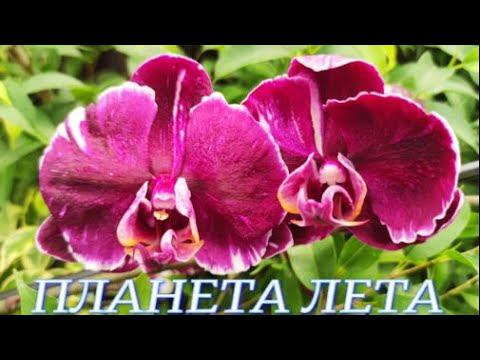 №568/ ШИКАРНЫЕ, свежие ОРХИДЕИ в ПЛАНЕТА ЛЕТА. Хризантемы.