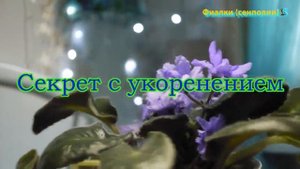 Уход за комнатными фиалками (сенполии)