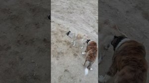 Кавказский волкодав казахский тобет алабай