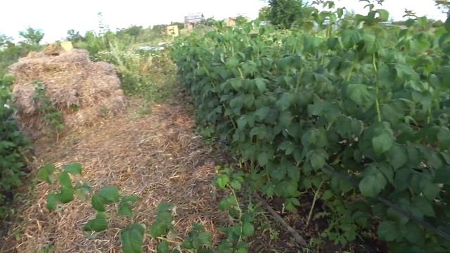 44 серия Что осталось за кадром/21 июля 2022 г. Оренбург//Часть 5. Малина Августовское чудо, Еврази смотреть онлайн