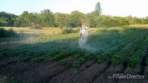 Опрыскивание Картофеля. Бензиновым Опрыскивателем Champion  PS 257