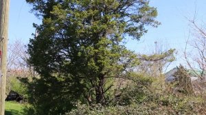 Douglas fir (Pseudotsuga menziesii) - Plant Identification