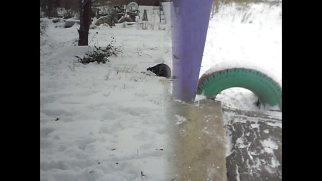 ДЕНЬ №3. МНОГО БЕЗДОМНЫХ ЖИВОТНЫХ. смотреть онлайн