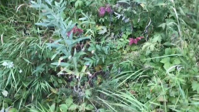 Грибы в начале сентября 2018. смотреть онлайн