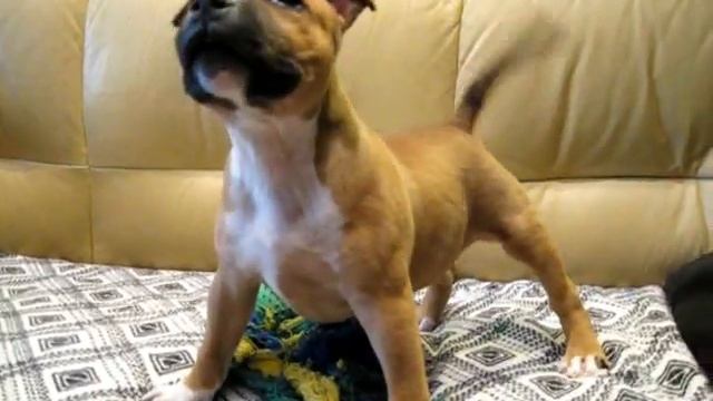 Стаффордширский бультерьер щенок 06/11/2016 мальчик 2 смотреть онлайн