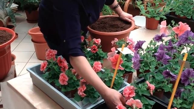 Петуния, выращиваем без ошибок. Часть 6.