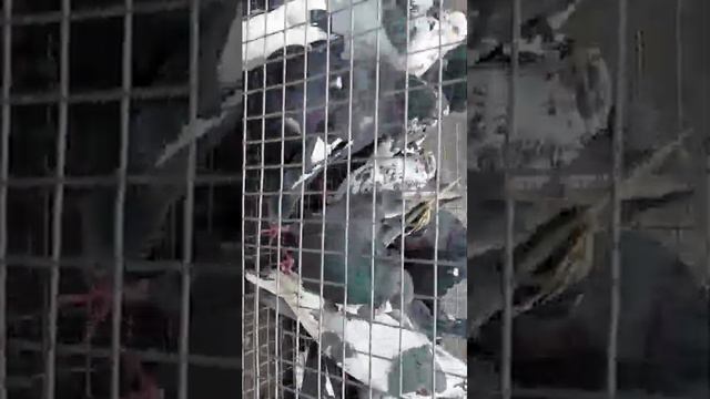 Голубиный рынок Ростовская область п.Зимовники 11.02.2024г. смотреть онлайн