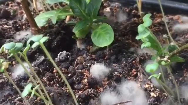 Кто растёт в моих цветах ...?Удобрение Органик Микс . Мое первое знакомство . смотреть онлайн