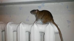 Серая крыса пасюк и батарея