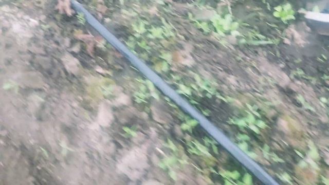 Клубника ранняя Молинг100. Первые всходы. Весна 2022. Много клубники пропало. Клубника на рассаду. смотреть онлайн