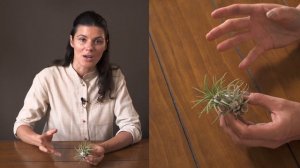 Tillandsia ionantha Houseplant Care — 169 of 365