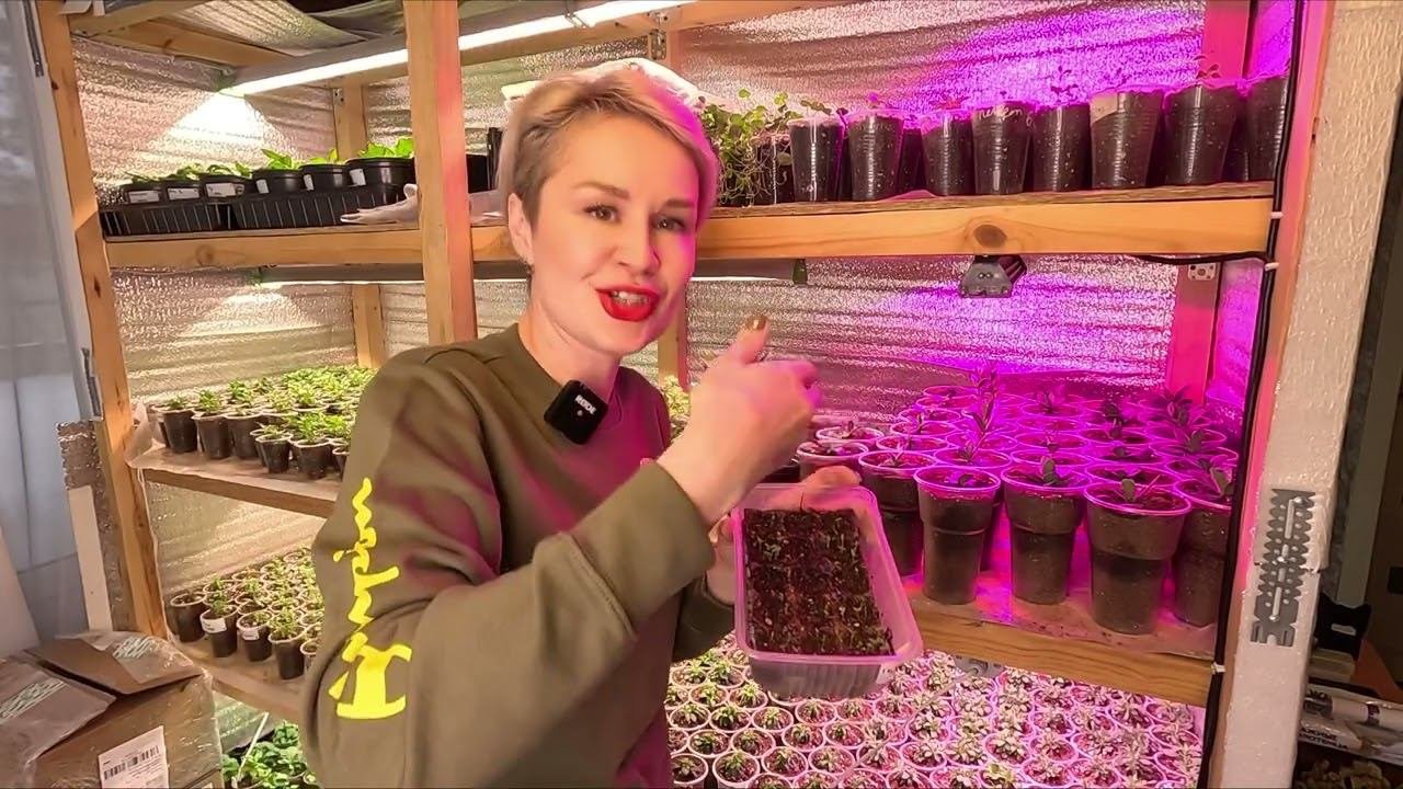 РАССАДА ГИБНЕТ ОТ ЧЕРНОЙ НОЖКИ! СПАСАЕМ РАССАДУ!