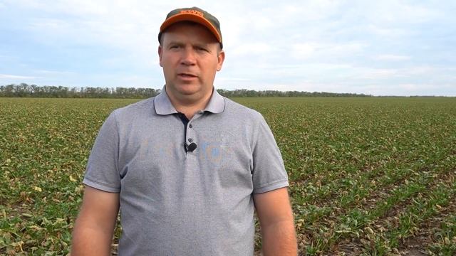Церкоспороз сахарной свёклы: меры борьбы и профилактики.