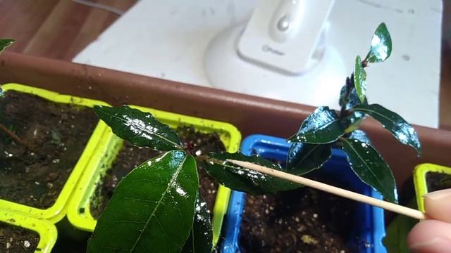 Щитовка на Лавре, необычное лечение_Первичная обработка смотреть онлайн