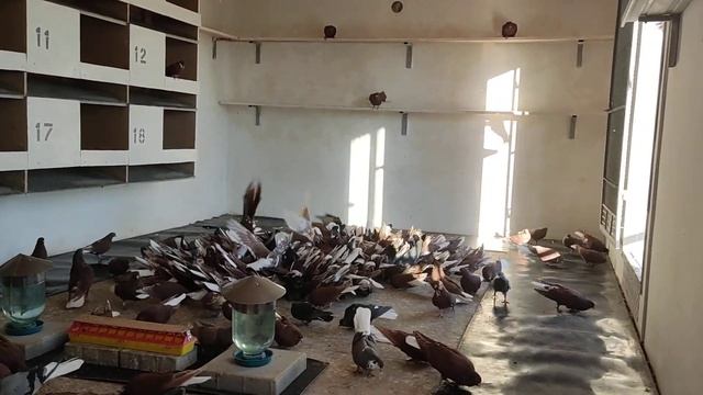 НИКОЛАЕВСКИЕ ГОЛУБИ: мысли вслух))) смотреть онлайн