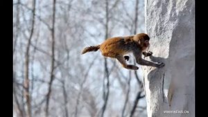 10 животных укусов которых должен бояться каждый!