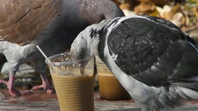 Голубь у нас во дворе смотреть онлайн
