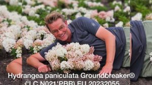 Граундбрекер. Groundbreaker® .Самый карликовый сорт гортензии в Мире!!!