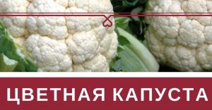 Как замариновать цветную капусту.