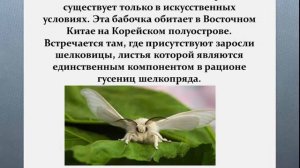 Тутовый шелкопряд. Презентация для детей.