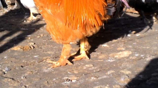 Наш огненный петух.  Какие куры лучше несутся. смотреть онлайн