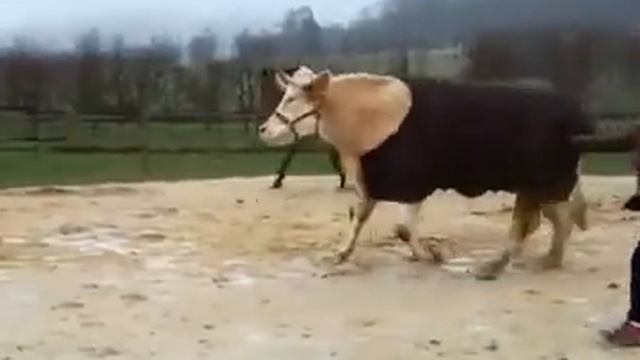 Короткий видео прикол. Прыгающий бык смотреть онлайн