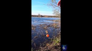 Уловистую снасть. #Shorts