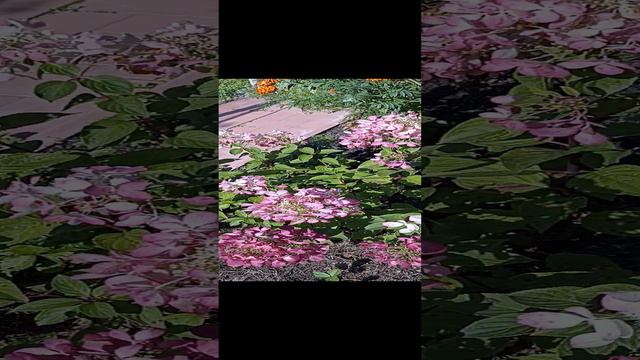 Даймонд Руж 2.09.24
