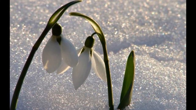 Моим подругам смотреть онлайн
